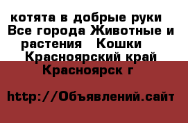 котята в добрые руки - Все города Животные и растения » Кошки   . Красноярский край,Красноярск г.